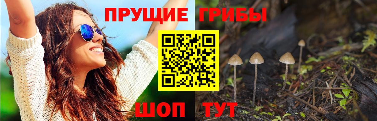 Псилоцибиновые грибы Cubensis  как найти   Балашов  Псилоцибиновые грибы Cubensis  Вход с VPN 